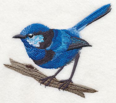 Splendid Fairy-wren at Rest