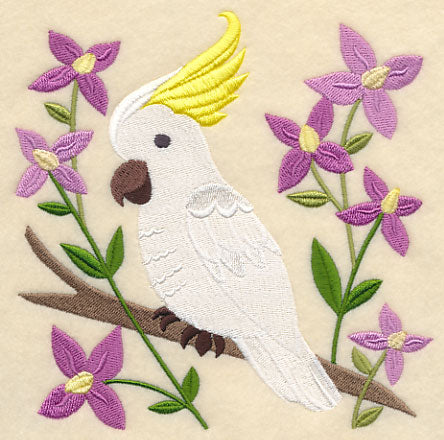 Sulphur-crested Cockatoo and Aniseed Boronia