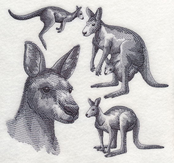 Kangaroo Sketch