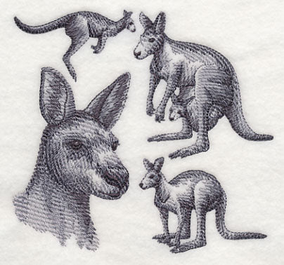 Kangaroo Sketch