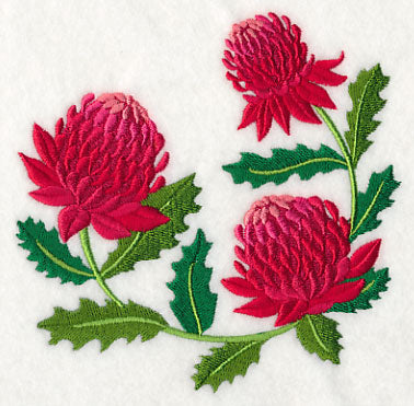 Waratah