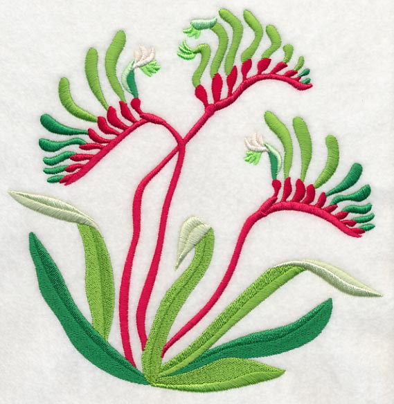 Mangles Kangaroo Paw