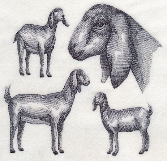 Nubian Goat Sketch