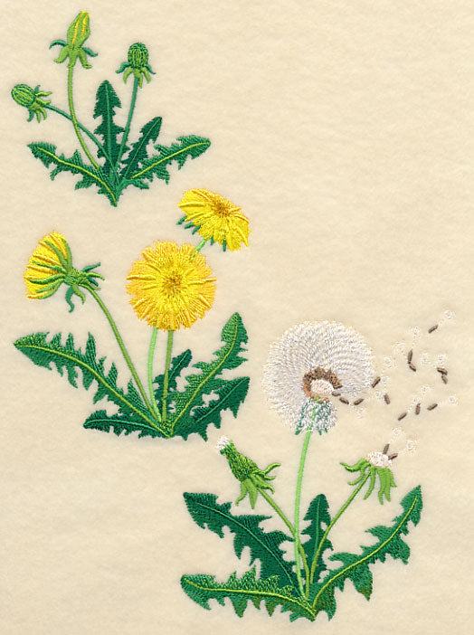 Dandelion Collage