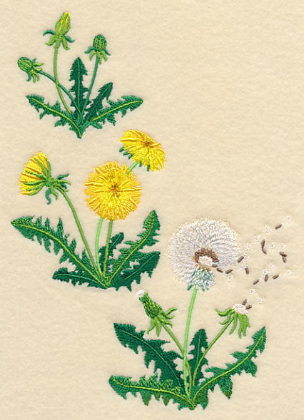 Dandelion Collage