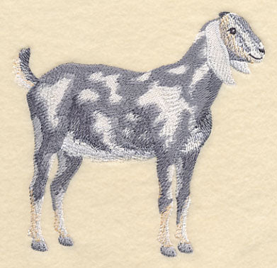 Nubian Goat 2