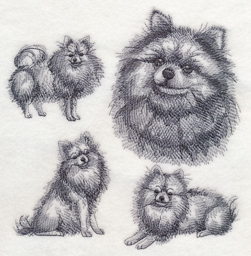 Pomeranian Sketch