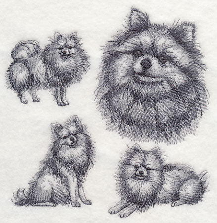 Pomeranian Sketch