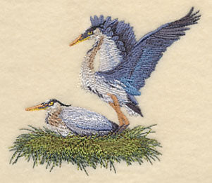 Great Blue Herons Nesting