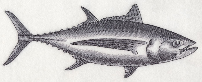 Albacore Tuna Sketch