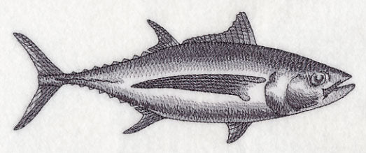 Albacore Tuna Sketch
