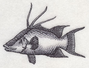 Hogfish Sketch