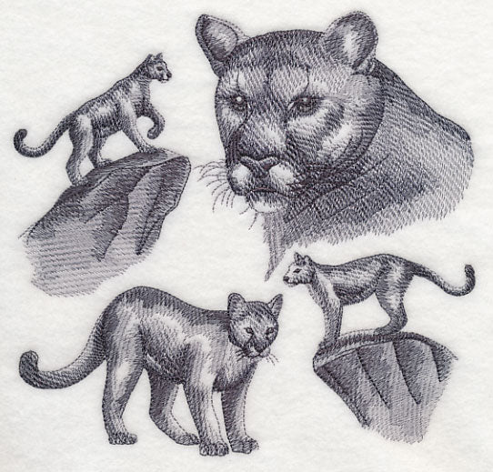 Mountain Lion Sketch