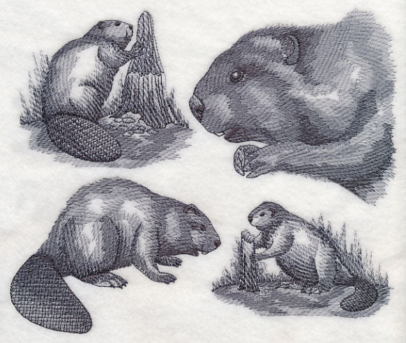 Beaver Sketch