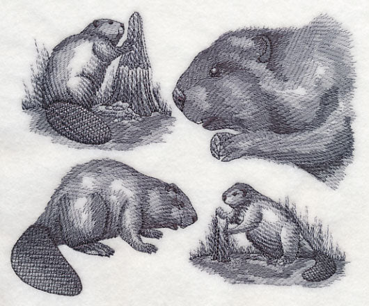 Beaver Sketch