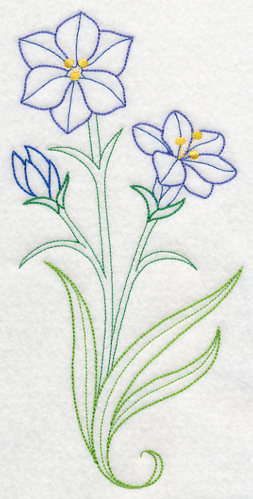 Aristea Africana (Vintage)