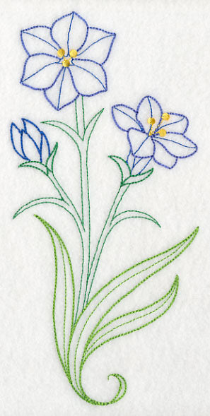 Aristea Africana (Vintage)