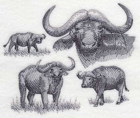 Water Buffalo Sketch