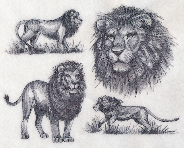 African Lion Sketch
