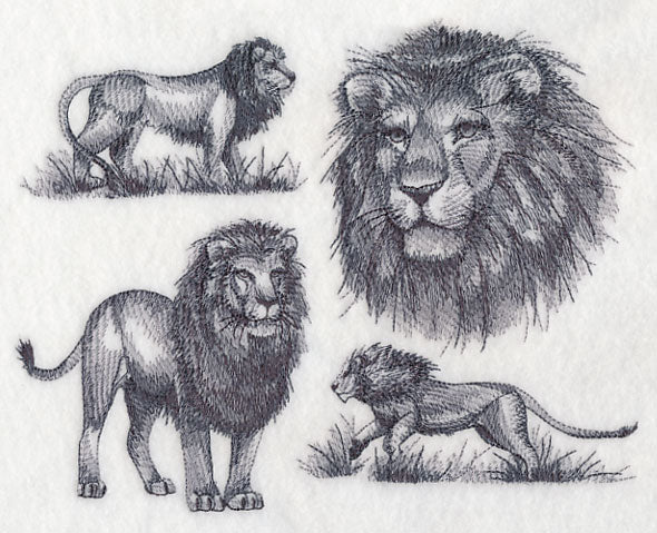 African Lion Sketch