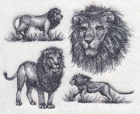 African Lion Sketch