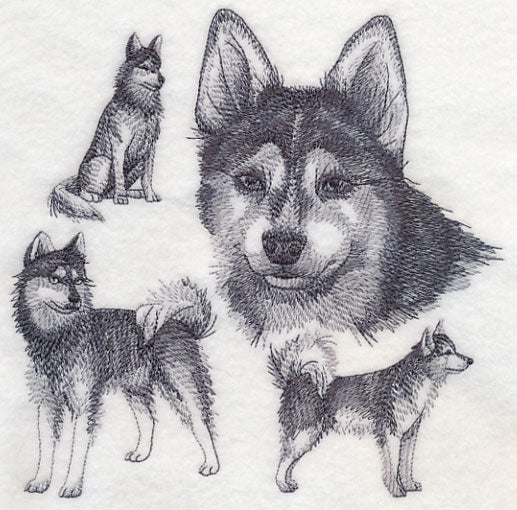 Klee Kai Sketch