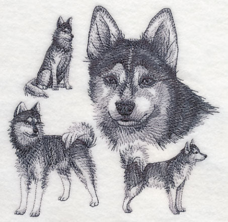 Klee Kai Sketch