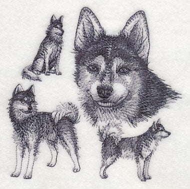 Klee Kai Sketch