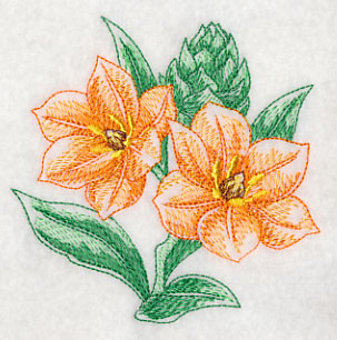 African Star Flower Beauty