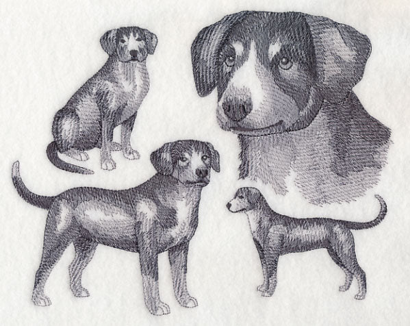 Entlebucher Mountain Dog Sketch (Full Tail)