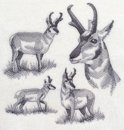 Pronghorn Sketch