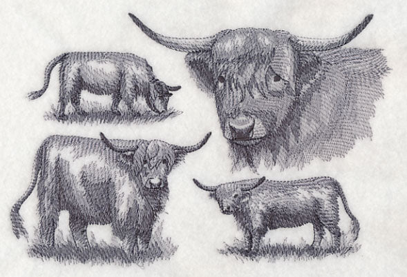 Highland Cattle Sketch