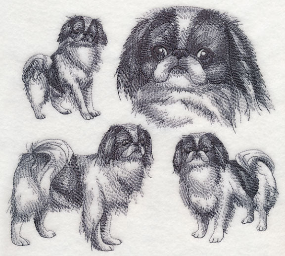 Japanese Chin Sketch