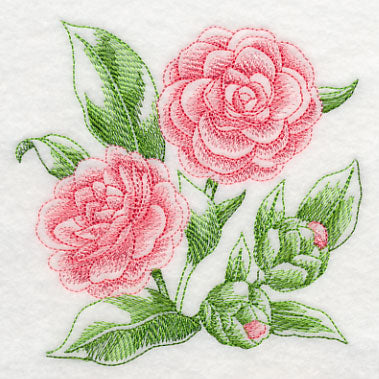 Camellia Sketch