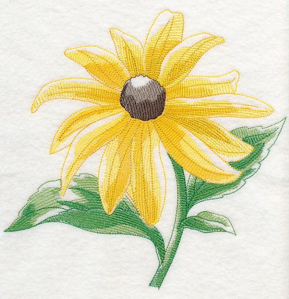 Black-eyed Susan Beauty