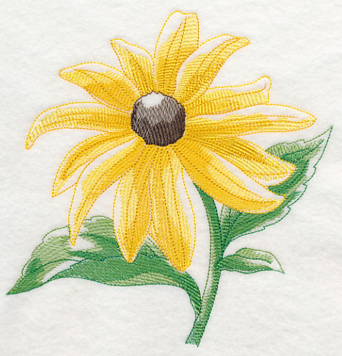 Black-eyed Susan Beauty