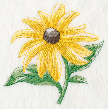 Black-eyed Susan Beauty