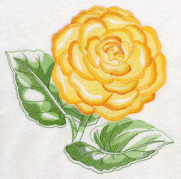 Tuberous Begonia Beauty