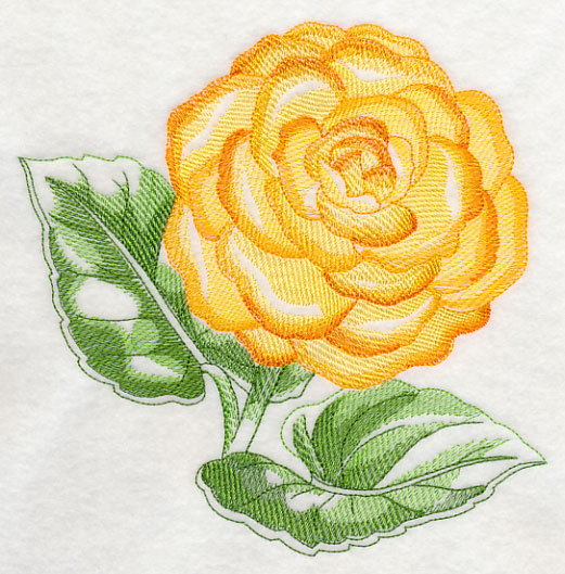 Tuberous Begonia Beauty