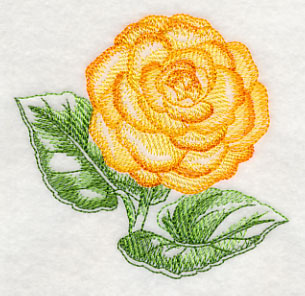 Tuberous Begonia Beauty