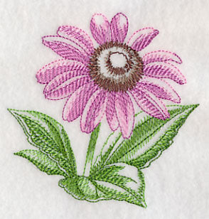 Purple Coneflower Beauty