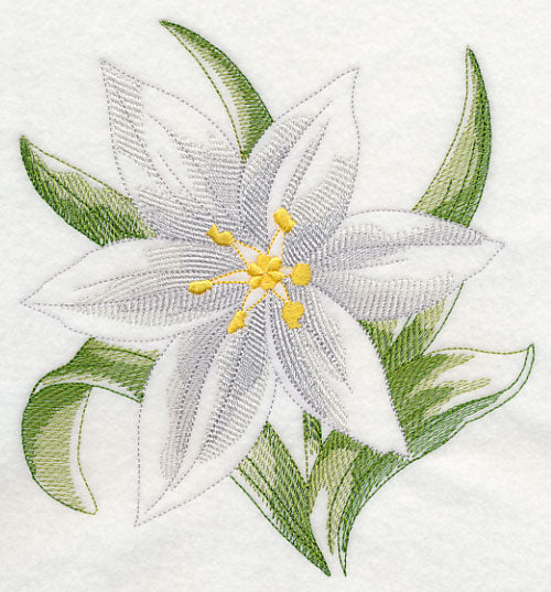 Star of Bethlehem Beauty