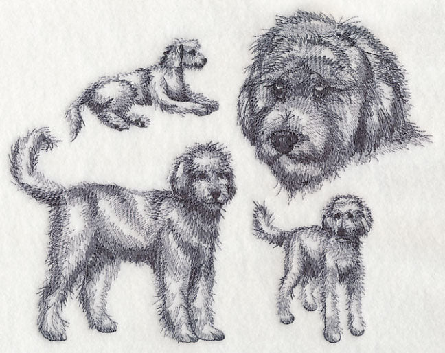 Goldendoodle Sketch