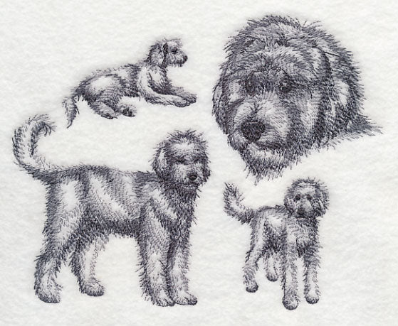 Goldendoodle Sketch