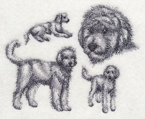 Goldendoodle Sketch