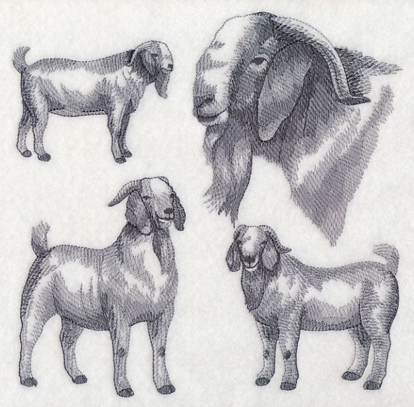 Boer Goat Sketch