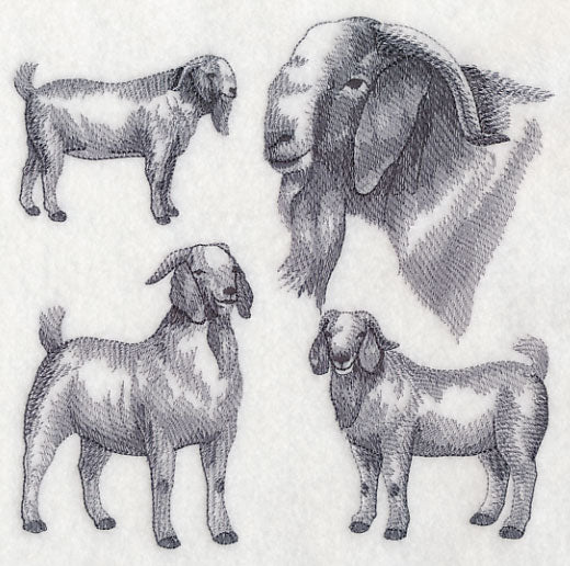 Boer Goat Sketch