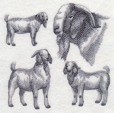 Boer Goat Sketch
