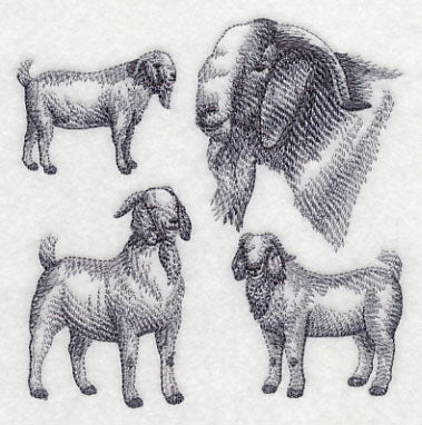 Boer Goat Sketch