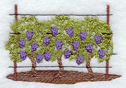 Grape Vines - No Text